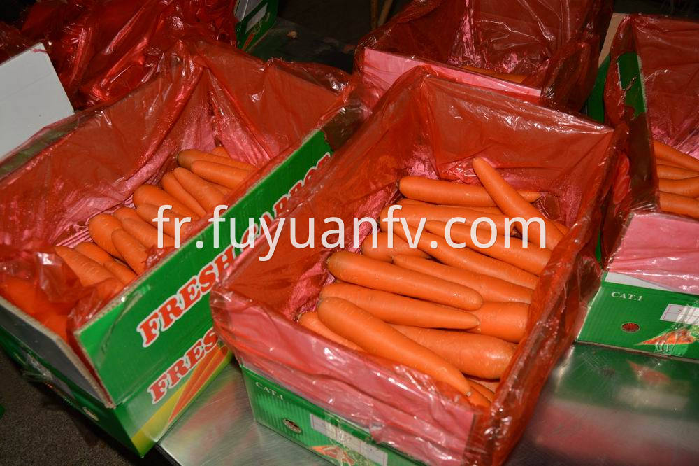 fresh carrot 